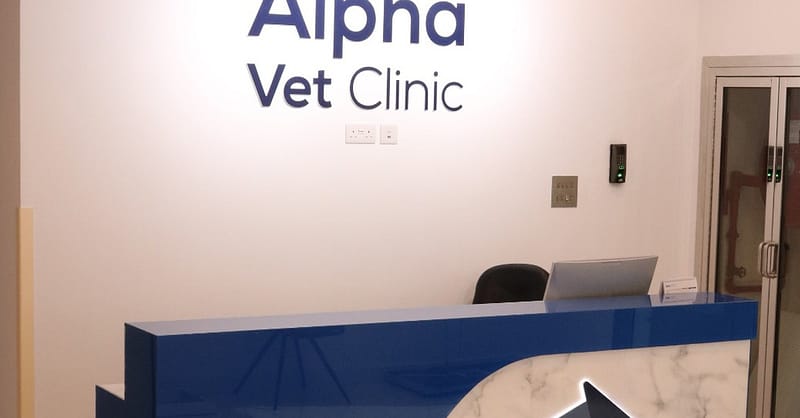 Ensure Your Pets Health With Annual Vaccination For Cat Or Dog! Dubai Shafqa.com Online Shopping, Best Prices in Dubai UAE 5
