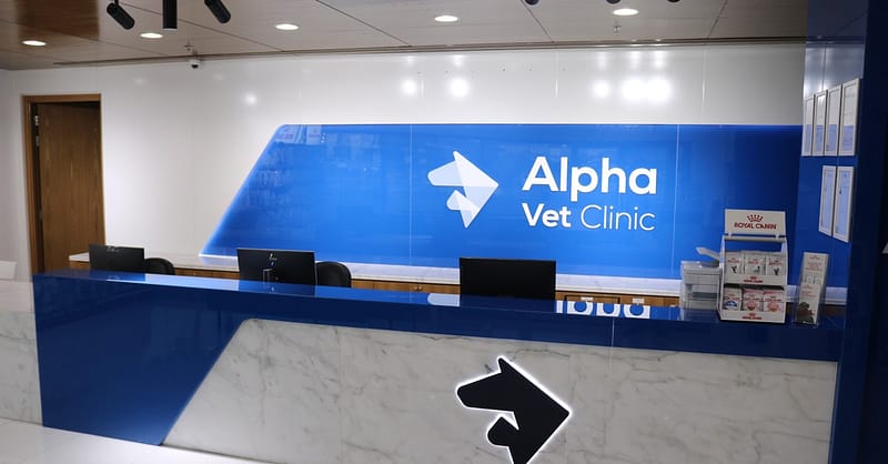 Ensure Your Pets Health With Annual Vaccination For Cat Or Dog! Dubai Shafqa.com Online Shopping, Best Prices in Dubai UAE 6