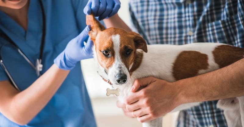 Ensure Your Pets Health With Annual Vaccination For Cat Or Dog! Dubai Shafqa.com Online Shopping, Best Prices in Dubai UAE 2