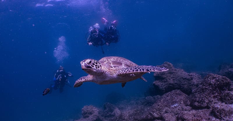 Snorkeling Or Scuba Diving Experience At Al Boom Diving Dubai Shafqa.com Online Shopping, Best Prices in Dubai UAE 7
