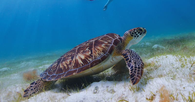 Snorkeling Or Scuba Diving Experience At Al Boom Diving Dubai Shafqa.com Online Shopping, Best Prices in Dubai UAE 10