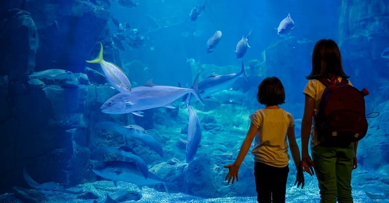 Explore Dubai Aquarium, Underwater Zoo And Penguin Cove Dubai Shafqa.com Online Shopping, Best Prices in Dubai UAE 3