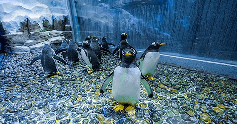 Explore Dubai Aquarium, Underwater Zoo And Penguin Cove Dubai Shafqa.com Online Shopping, Best Prices in Dubai UAE 7