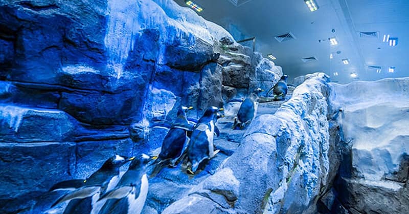 Explore Dubai Aquarium, Underwater Zoo And Penguin Cove Dubai Shafqa.com Online Shopping, Best Prices in Dubai UAE 2