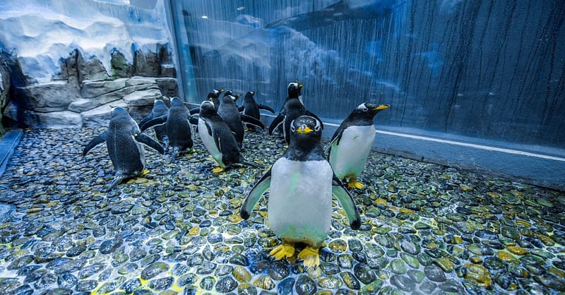Explore Dubai Aquarium With Frame, Glow Garden, Aya Universe & More! Dubai Shafqa.com Online Shopping, Best Prices in Dubai UAE 5