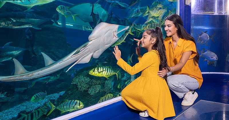 Explore Dubai Aquarium With Frame, Glow Garden, Aya Universe & More! Dubai Shafqa.com Online Shopping, Best Prices in Dubai UAE 6