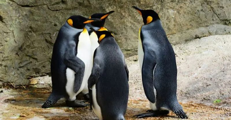 Explore Dubai Aquarium With Frame, Glow Garden, Aya Universe & More! Dubai Shafqa.com Online Shopping, Best Prices in Dubai UAE 7