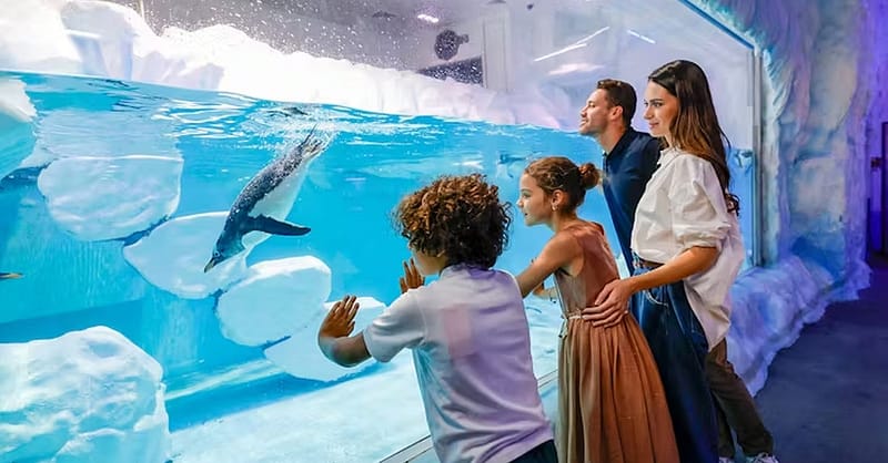 Explore Dubai Aquarium With Frame, Glow Garden, Aya Universe & More! Dubai Shafqa.com Online Shopping, Best Prices in Dubai UAE 2