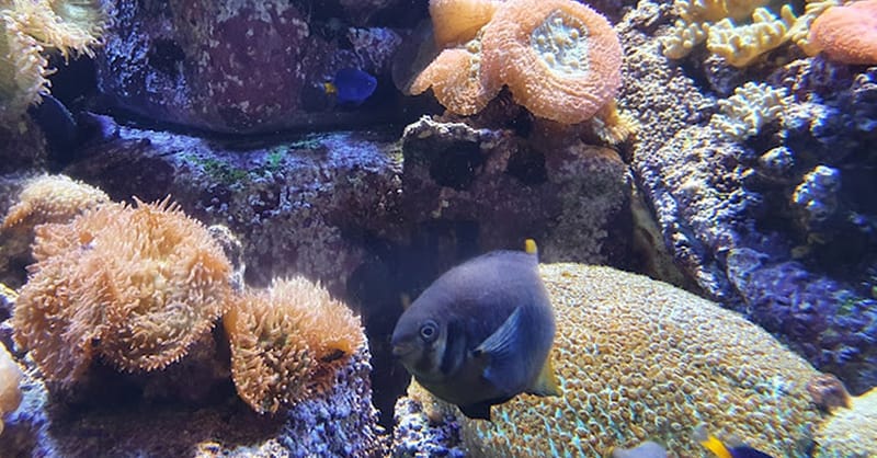 Explore Dubai’S Lost Chambers Aquarium: Tickets For One, Two, Or Four Dubai Shafqa.com Online Shopping, Best Prices in Dubai UAE 11