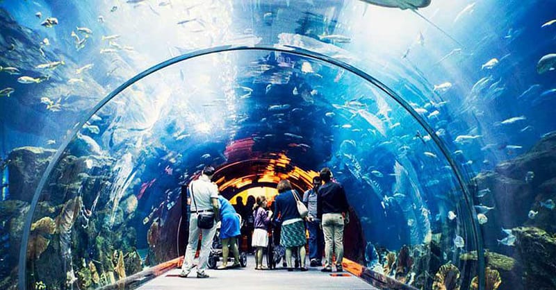 Explore Dubai’S Lost Chambers Aquarium: Tickets For One, Two, Or Four Dubai Shafqa.com Online Shopping, Best Prices in Dubai UAE 12