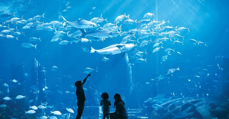 Explore Dubai’S Lost Chambers Aquarium: Tickets For One, Two, Or Four Dubai Shafqa.com Online Shopping, Best Prices in Dubai UAE 13