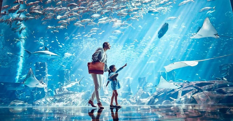 Explore Dubai’S Lost Chambers Aquarium: Tickets For One, Two, Or Four Dubai Shafqa.com Online Shopping, Best Prices in Dubai UAE 14