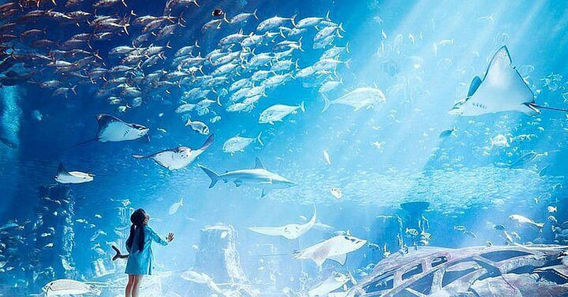 Explore Dubai’S Lost Chambers Aquarium: Tickets For One, Two, Or Four Dubai Shafqa.com Online Shopping, Best Prices in Dubai UAE 16
