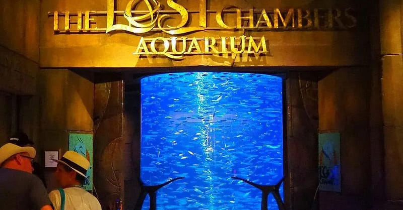 Explore Dubai’S Lost Chambers Aquarium: Tickets For One, Two, Or Four Dubai Shafqa.com Online Shopping, Best Prices in Dubai UAE 20