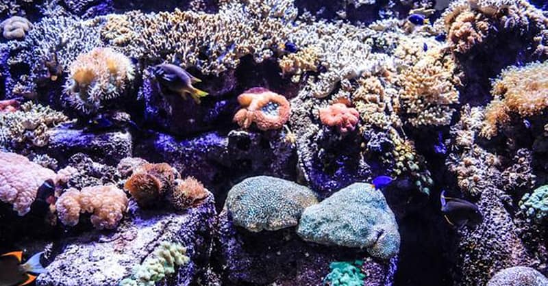 Explore Dubai’S Lost Chambers Aquarium: Tickets For One, Two, Or Four Dubai Shafqa.com Online Shopping, Best Prices in Dubai UAE 3