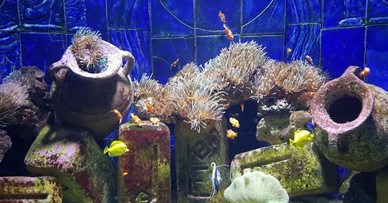Explore Dubai’S Lost Chambers Aquarium: Tickets For One, Two, Or Four Dubai Shafqa.com Online Shopping, Best Prices in Dubai UAE 4