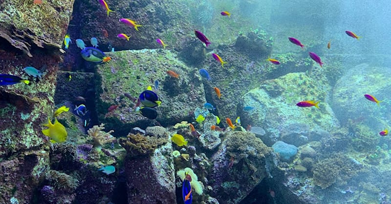 Explore Dubai’S Lost Chambers Aquarium: Tickets For One, Two, Or Four Dubai Shafqa.com Online Shopping, Best Prices in Dubai UAE 5