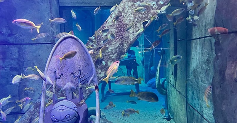 Explore Dubai’S Lost Chambers Aquarium: Tickets For One, Two, Or Four Dubai Shafqa.com Online Shopping, Best Prices in Dubai UAE 6