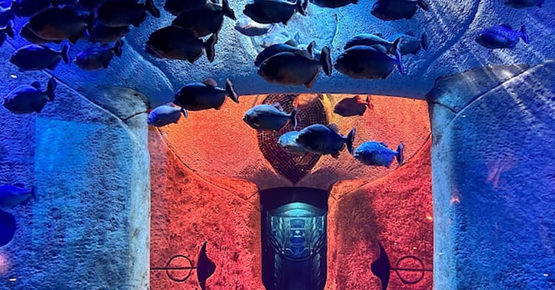 Explore Dubai’S Lost Chambers Aquarium: Tickets For One, Two, Or Four Dubai Shafqa.com Online Shopping, Best Prices in Dubai UAE 9