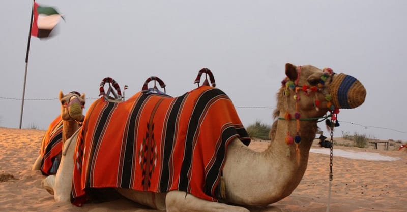 Explore The Dubai Desert Safari Adventure For Upto Four People Dubai Shafqa.com Online Shopping, Best Prices in Dubai UAE 6