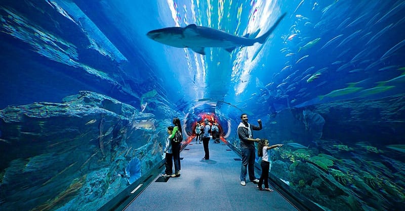 Fascinating Aquaventure Waterpark With Lost Chambers Aquarium National Deal Shafqa.com Online Shopping, Best Prices in Dubai UAE 6