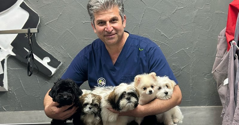 Full Cat And Dog Grooming In Jlt Dubai Shafqa.com Online Shopping, Best Prices in Dubai UAE 4