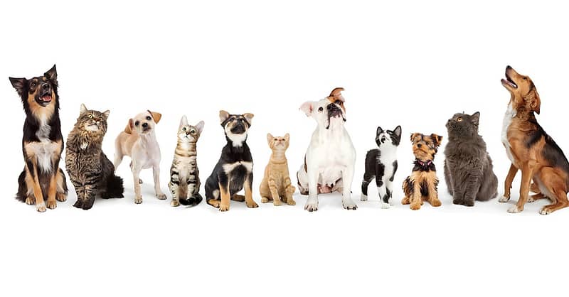 Full Cat And Dog Grooming In Jlt Dubai Shafqa.com Online Shopping, Best Prices in Dubai UAE 2