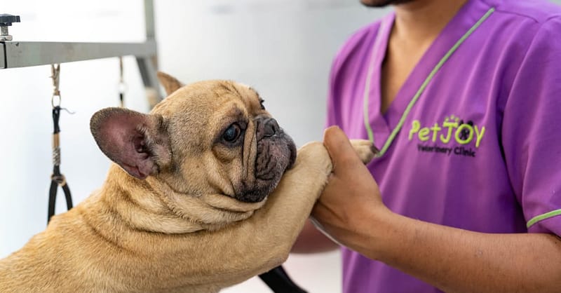 Full Dental Scaling For Pets At Pet Joy Veterinary Clinic Dubai Shafqa.com Online Shopping, Best Prices in Dubai UAE 3