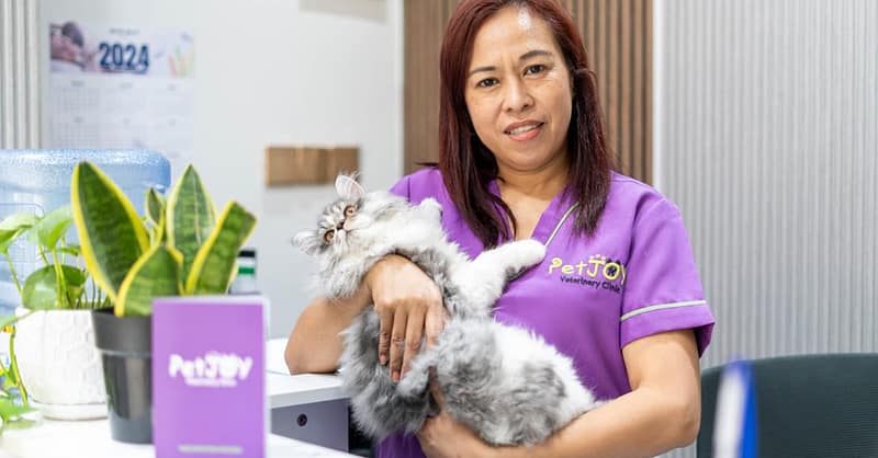 Full Dental Scaling For Pets At Pet Joy Veterinary Clinic Dubai Shafqa.com Online Shopping, Best Prices in Dubai UAE 5