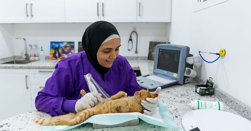 Full Dental Scaling For Pets At Pet Joy Veterinary Clinic Dubai Shafqa.com Online Shopping, Best Prices in Dubai UAE 6