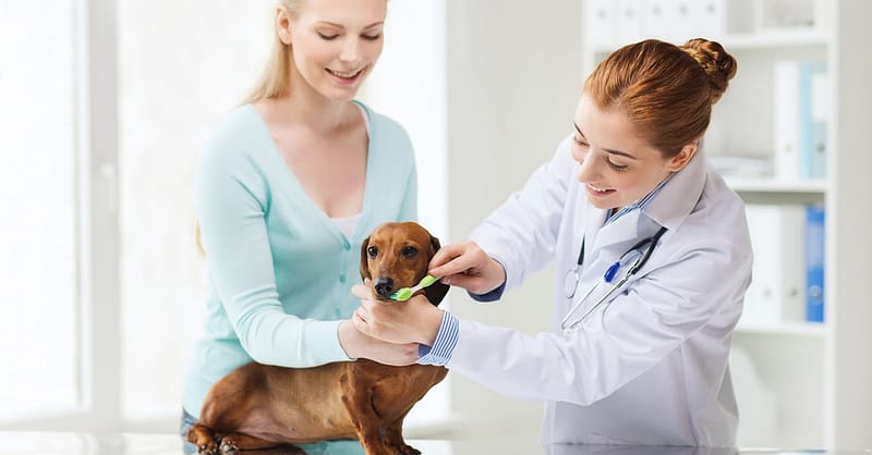 Full Dental Scaling For Pets At Pet Joy Veterinary Clinic Dubai Shafqa.com Online Shopping, Best Prices in Dubai UAE 2