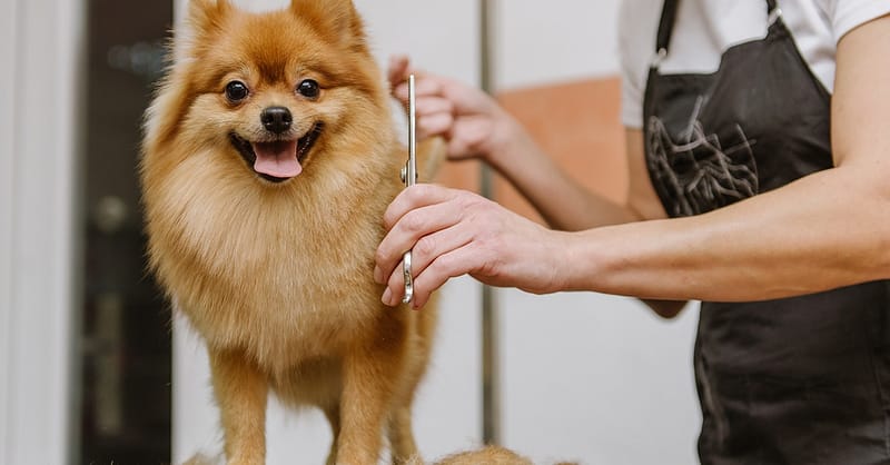 Full Grooming For Small, Medium, Large, Or X-Large Pet Dubai Shafqa.com Online Shopping, Best Prices in Dubai UAE 2