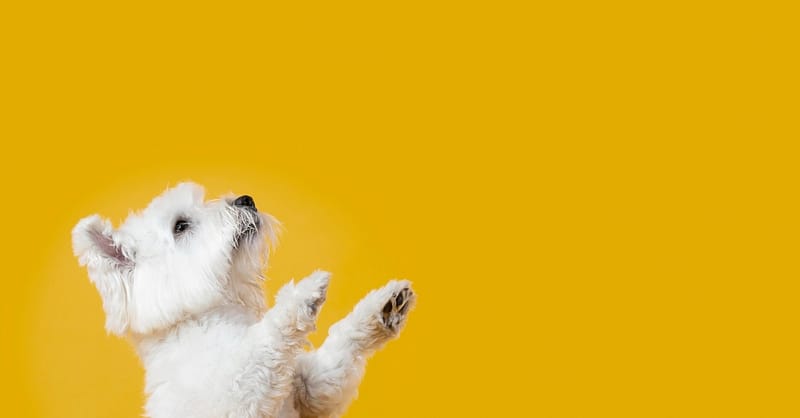 Full Grooming Service – Cat Or Small, Medium Or Large Dog Package Dubai Shafqa.com Online Shopping, Best Prices in Dubai UAE 2