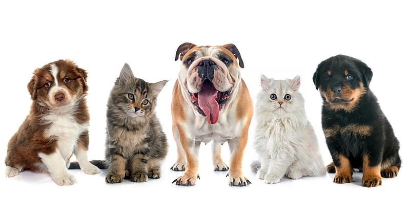 Full Grooming With Haircut At Cute Cat Veterinary Clinic Dubai Shafqa.com Online Shopping, Best Prices in Dubai UAE 2
