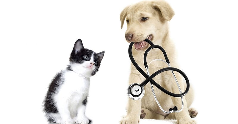Get Specialized Vet Care For Your Pet At Cute Cat Veterinary Clinic Sharjah & N. Emirates Shafqa.com Online Shopping, Best Prices in Dubai UAE 2