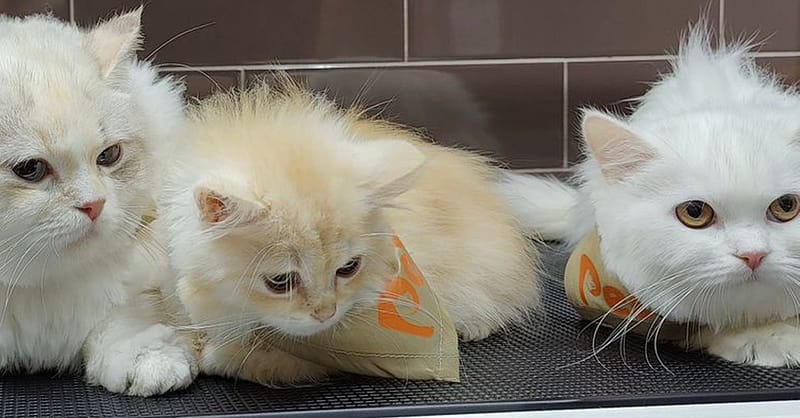 Groom, Grin, And Wag: Unleash Pet Paradise Dubai Shafqa.com Online Shopping, Best Prices in Dubai UAE 5