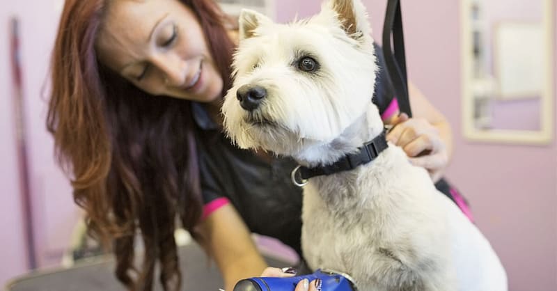 Grooming – Pet Abu Dhabi Shafqa.com Online Shopping, Best Prices in Dubai UAE 2