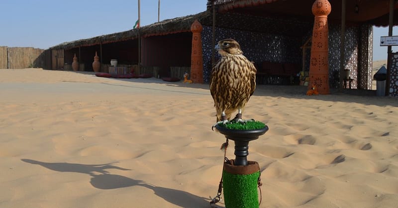 Half-Day Desert Safari Experiences With Dune Dinner, Pickup & More Abu Dhabi Shafqa.com Online Shopping, Best Prices in Dubai UAE 3