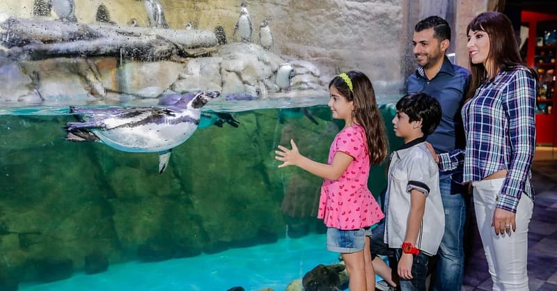 Marine Magic Awaits: Dubai Aquarium & Penguin Cove For 1, 2, Or 4! Dubai Shafqa.com Online Shopping, Best Prices in Dubai UAE 4