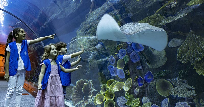 Marine Magic Awaits: Dubai Aquarium & Penguin Cove For 1, 2, Or 4! Dubai Shafqa.com Online Shopping, Best Prices in Dubai UAE 6