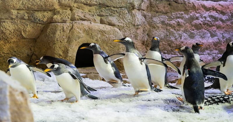 Marine Magic Awaits: Dubai Aquarium & Penguin Cove For 1, 2, Or 4! Dubai Shafqa.com Online Shopping, Best Prices in Dubai UAE 9