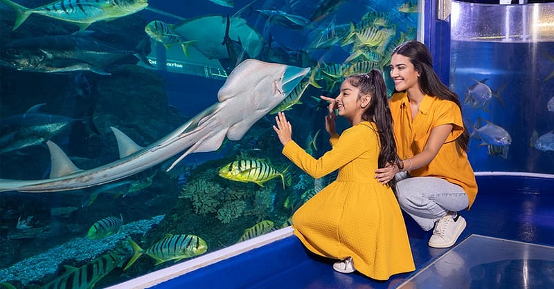 Marine Magic Awaits: Dubai Aquarium & Penguin Cove For 1, 2, Or 4! Dubai Shafqa.com Online Shopping, Best Prices in Dubai UAE 10