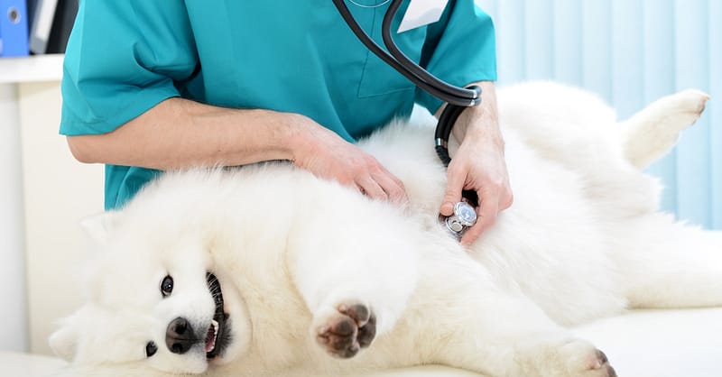 Medical Checkup And Anti-Flea Medication Or Deworming For Pets Dubai Shafqa.com Online Shopping, Best Prices in Dubai UAE 2