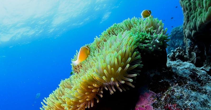 Open Water Scuba Diver Course At Goblin Diving Center Dubai Shafqa.com Online Shopping, Best Prices in Dubai UAE 3