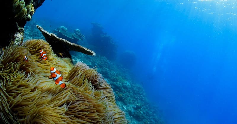 Open Water Scuba Diver Course At Goblin Diving Center Dubai Shafqa.com Online Shopping, Best Prices in Dubai UAE 4