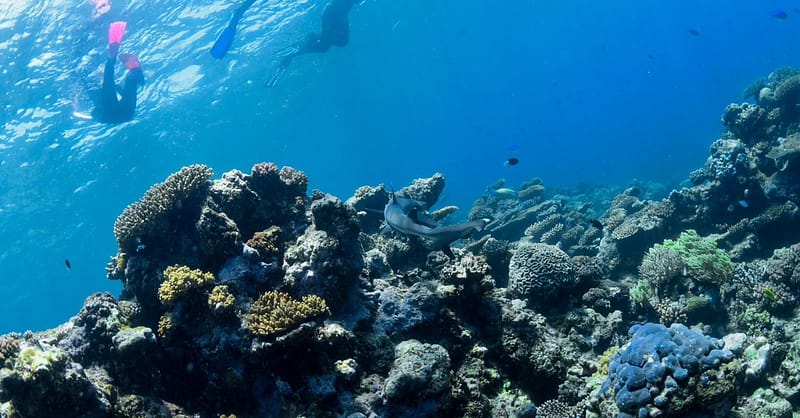 Open Water Scuba Diver Course At Goblin Diving Center Dubai Shafqa.com Online Shopping, Best Prices in Dubai UAE 6