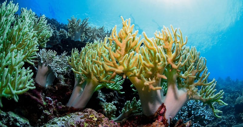 Open Water Scuba Diver Course At Goblin Diving Center Dubai Shafqa.com Online Shopping, Best Prices in Dubai UAE 7
