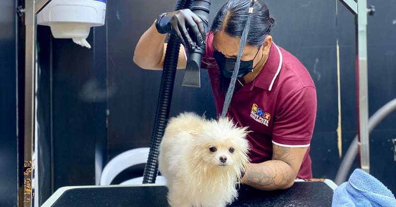 Pamper Your Furry Friends With Basic Or Full Grooming For Dogs & Cats Dubai Shafqa.com Online Shopping, Best Prices in Dubai UAE 3