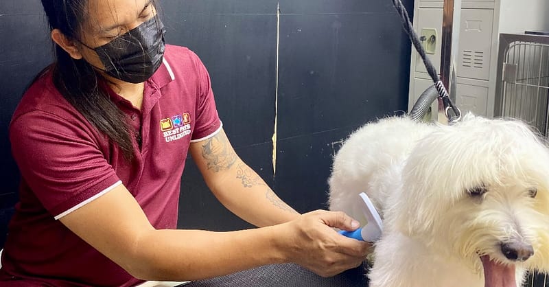 Pamper Your Furry Friends With Basic Or Full Grooming For Dogs & Cats Dubai Shafqa.com Online Shopping, Best Prices in Dubai UAE 5