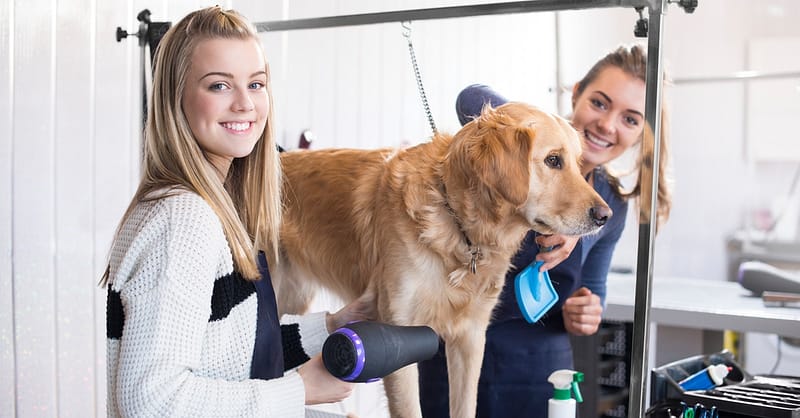Pamper Your Furry Friends With Basic Or Full Grooming For Dogs & Cats Dubai Shafqa.com Online Shopping, Best Prices in Dubai UAE 2